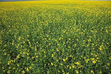 《盛世天下》媚娘篇销量破100万份 Steam特别好评