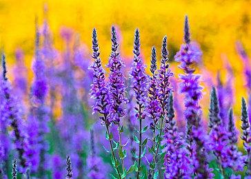 TGA：《Tales of Kenzara: ZAU》预告公布